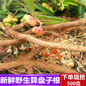 新鲜深山现挖药材算盘子根野南瓜根馒头果算盘珠漆大姑纯5oog包邮