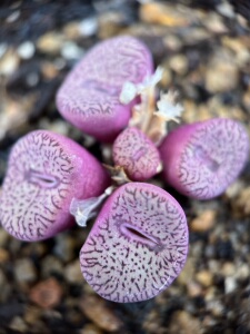 【迟 夏】荷叶安贞 开花株 一物一拍 肉锥 番杏科多肉植物