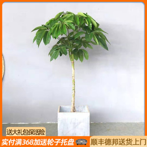 老桩日本大叶伞盆栽客厅植物龙爪叶绿植卧室耐阴盆景室内招财树