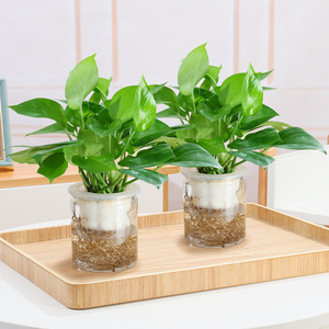 绿萝植物盆栽室内懒人自吸水培客厅绿植花卉带盆四季好养小绿箩