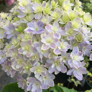 绣球万华镜双分支小苗(5月份带花苞发货)