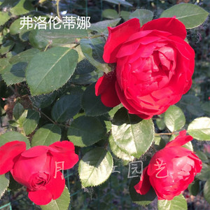 月月红园艺 弗洛伦蒂娜 红色藤本月季阳台庭院盆栽