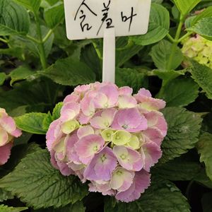 浩田致远淘宝大花绣球含羞叶 绣球花苗抗病好玫红色阳台庭院耐阴