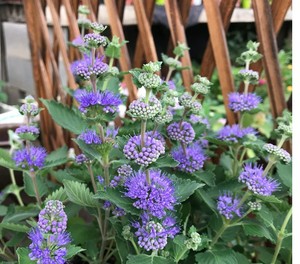 藿香苗 藿香盆栽鱼香叶大茴香藿香五香叶藿香 绿植花卉