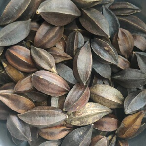 使君子 3斤包邮 中草药材 使君子仁 留求子 史君子 500g克