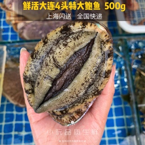 鲜活4头鲍鱼海鲜水产贝类 超大鲜活大鲍鱼 九孔鲍鱼4个一斤顺丰