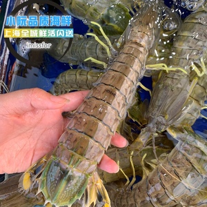 鲜活泰国富贵虾 公虾超大皮皮虾海鲜巨型菇濑尿虾500g 上海闪送