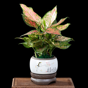 吉祥如意花盆栽植物客厅