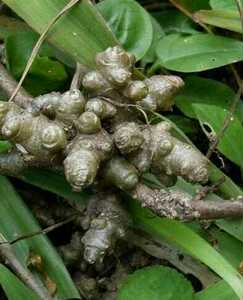 野生藤三七 川七土田滕野木耳菜假茼蒿冬风菜 飞机菜 满天飞新鲜