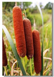 毛蜡烛 东方香蒲 香蒲 水蜡烛草 蒲棒 蒲根 蒲绒 原生态新鲜现采