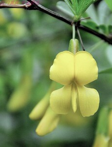 金雀花 阳金花  阳雀花  白心皮锦鸡儿 黄雀花 草药盆栽新鲜现采