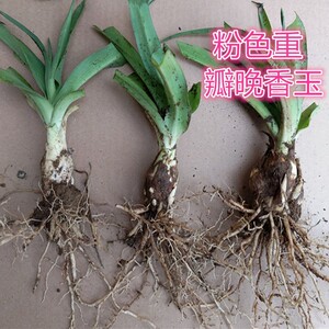 晚香玉种球夏季开花球盆栽多年生白色晚香玉种球重瓣夜来香浓香型