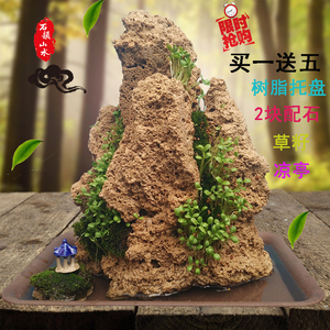 15cm吸水石头上水石盆景假山自然原石奇石微景观水族植物造型石头