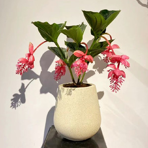 宝莲灯盆栽大苗带花苞室内客厅高级盆景原盆原土开业花礼顺丰包邮