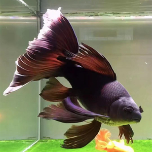黑蝴蝶鲤黑彗星黑色大尾大鳍冷水淡水鱼招财鱼风水鱼龙凤鲤观赏鱼
