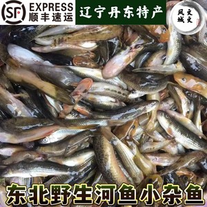 东北辽宁河鱼瞎疙瘩猪嘴子穿汀子沙咕噜冰鲜杂鱼柳根子