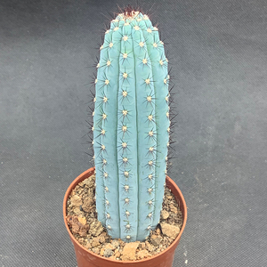 星球臻品蓝色鸡腿仙人球鸡腿蓝柱仙人掌办公室防辐射小盆栽