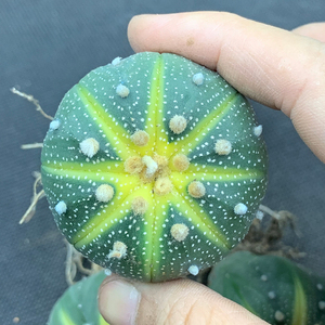 星球臻品实生仙人球星兜药锦兜西瓜兜多肉植物仙人掌防辐射开花