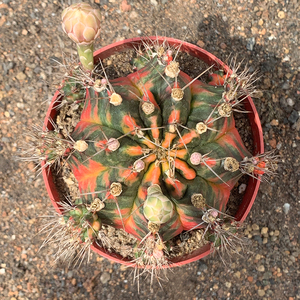 五彩牡丹锦光辉牡丹锦仙人球易开花稀有品种自然锦办公室防辐射