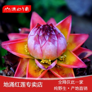 凉山人家地涌红莲地涌金莲盆栽佛花千瓣莲花卉室内种苗带花苞现挖