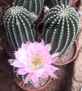 超大粉花黑金刚仙人球开大花室内阳台防辐射绿植含盆带土栽好包邮