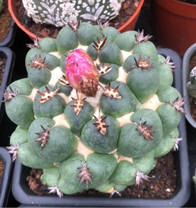 自根短豪刺象牙稀有仙人球室内阳台防辐射含盆带土栽好包邮