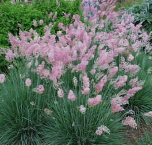 蓝羊茅花苗盆栽四季常绿花园观叶多年生观赏草蓝羊茅sqdumeng