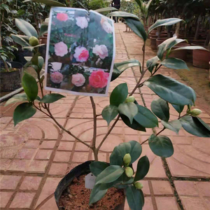 60后溪河花卉淘宝乔伊精品原生大苗茶花 多年乔伊肯德里克茶花苗 一