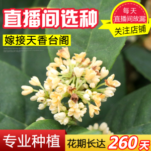 嫁接天香台阁桂花