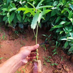 五指毛桃苗广西