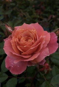 雄马花园 图瓦橙杯   今井清 耐热抗病月季 一加仑 实生根接苗