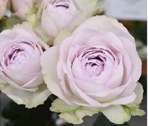 雄马花园 银色蕾丝 月季 一加仑 实生根接苗