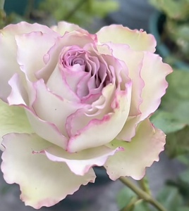 雄马花园 青金石面纱 新品 紫色复古色抗病月季 一加仑 根接苗