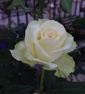 雄马花园 绿苹果   国月耐热抗病月季 一加仑根接苗