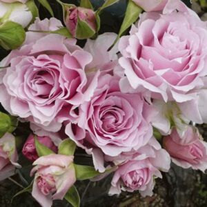 雄马花园  河本新娘 浓香月季 一加仑 实生根接苗