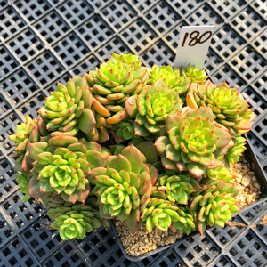 蜡牡丹多肉植物