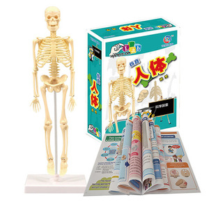 医学仿真人体骨骼结构可拆卸骨架模型小型可动儿童骷髅玩具摆件