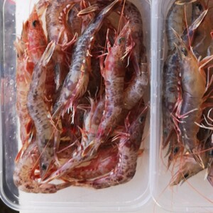 野生本地赤米虾 净樱花虾 野生海虾,虾生野生虾 钓真錭的虾 250g