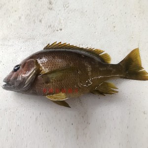 【争鲜海鲜】海钓石蚌鱼 星点笛鲷 黄翅仔 黄鸡鱼 石鱼  500g