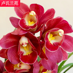 名贵兰花【红贵人】宽叶大花苞浓香盆栽室内花卉绿植兰草兰花苗