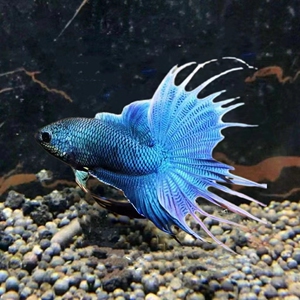 中国斗鱼无纹蓝热带鱼帝王蓝活体活鱼高蓝度淡水懒人观赏鱼免打氧