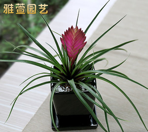 雅萱园艺室内植物盆栽铁兰紫花凤梨办公室除甲醛空气凤梨绿植花卉