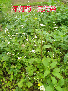 广西新鲜现摘j野生整棵白花臭草中草药胜红蓟咸虾花臭风仔猫屎草