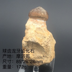天然矿物晶体古生物化石远古时代恐龙球齿龙牙齿化石原石标本p133