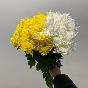 上海同城鲜花速递 白菊花黄菊花 清明节冬至扫墓祭奠亲人故人用花