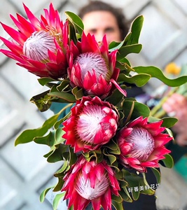进口鲜花帝王花