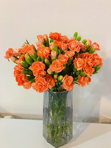 橙色康乃馨