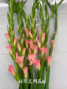 云南昆明鲜花剑兰节节高 唐菖蒲 江浙沪2扎包邮供佛一扎起批上海