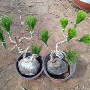 【白皮松造型盆景】白皮松造型盆景品牌,价格 - 阿里巴巴