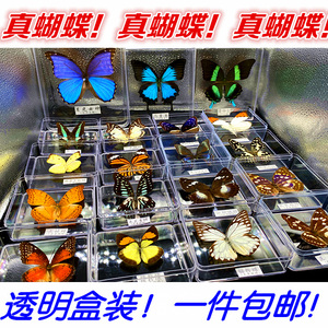 真蝴蝶标本透明盒装相框工艺品展翅昆虫学生学校手工制作礼品礼物